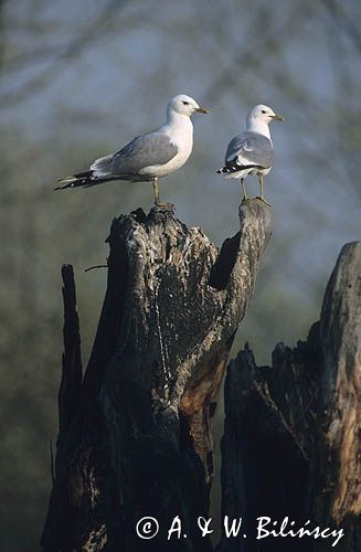 mewy pospolite, Larus canus