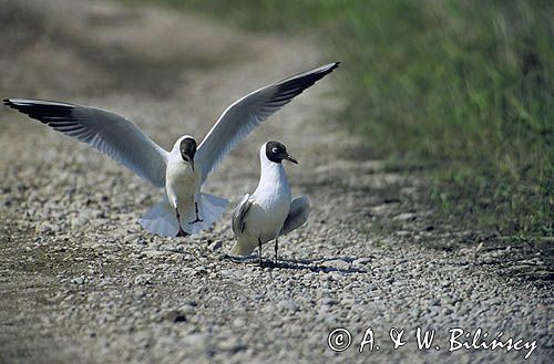 mewy śmieszki Larus ridibundus