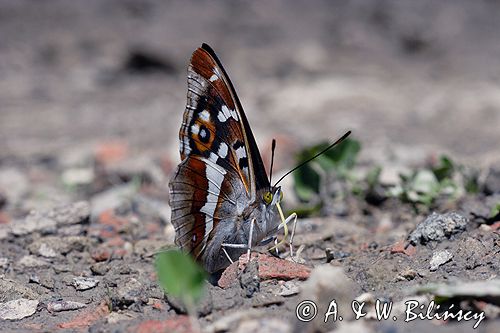 Mieniak tęczowiec Apatura iris