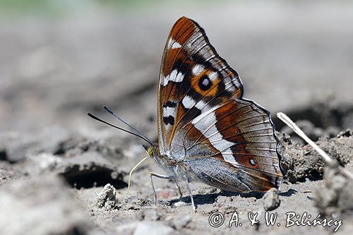 Mieniak tęczowiec Apatura iris