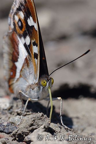 Mieniak tęczowiec Apatura iris