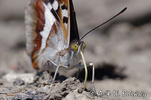 Mieniak tęczowiec Apatura iris