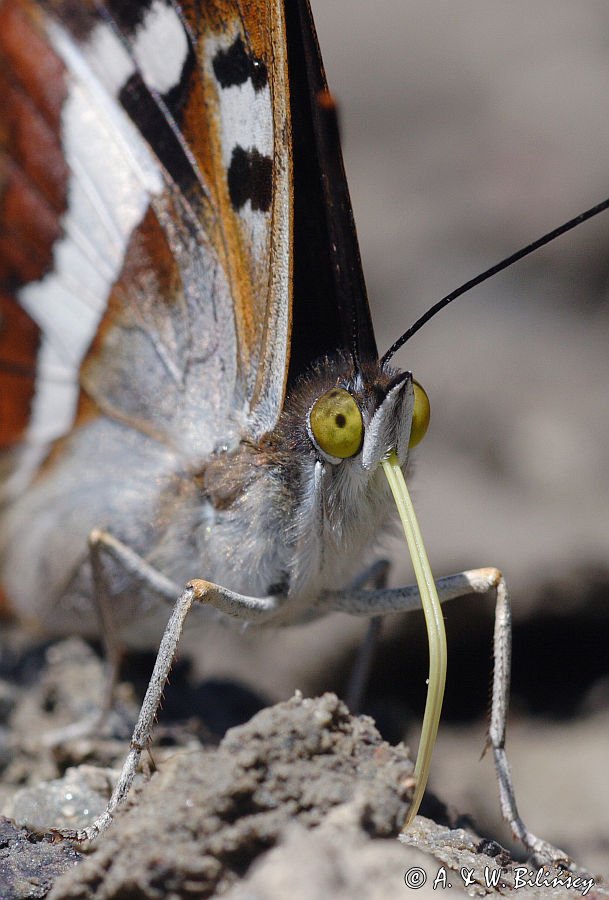 Mieniak tęczowiec Apatura iris