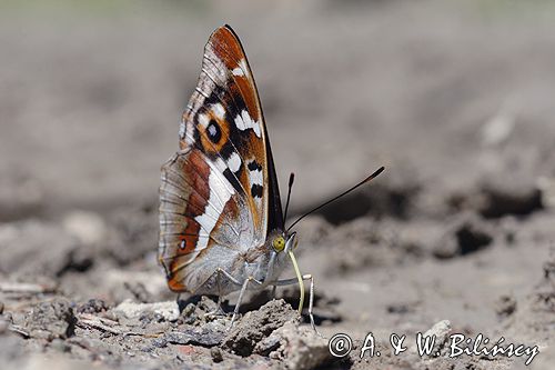 Mieniak tęczowiec Apatura iris