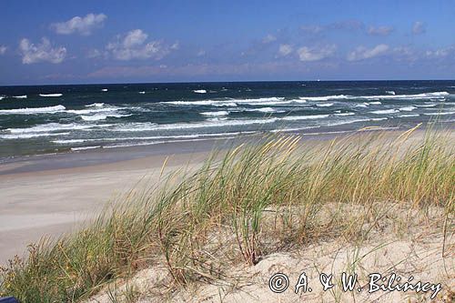 plaża na Mierzei Kurońskiej, Neringa, Litwa beach, Curonian Spit, Neringa, Lithuania