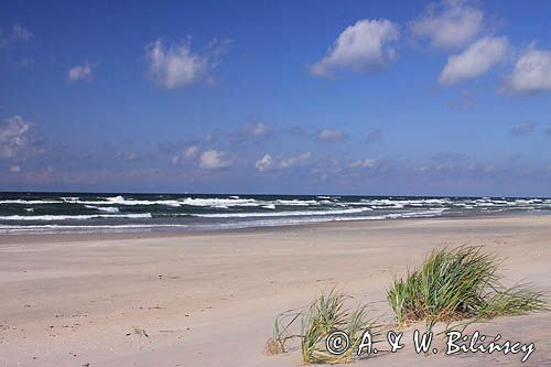 plaża na Mierzei Kurońskiej, Neringa, Litwa beach, Curonian Spit, Neringa, Lithuania