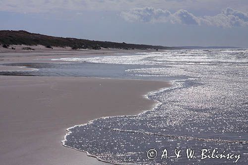 plaża na Mierzei Kurońskiej, Neringa, Litwa beach, Curonian Spit, Neringa, Lithuania