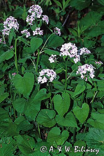 Miesięcznica trwała Lunaria rediviva