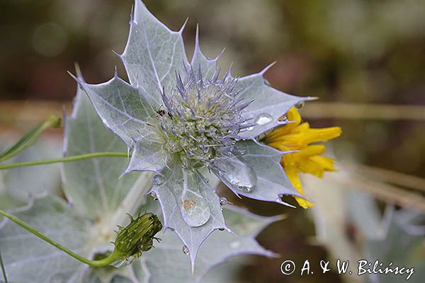 Mikołajek nadmorski, Eryngium maritimum