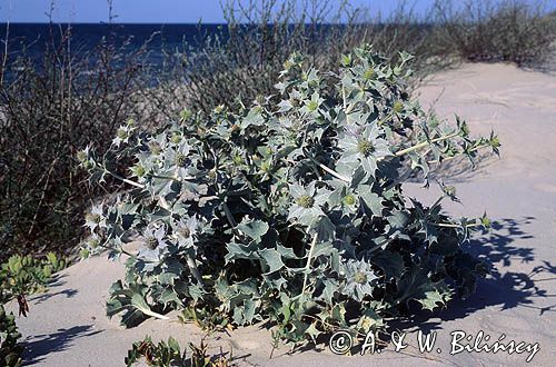 mikołajek nadmorski Eryngium maritimum)