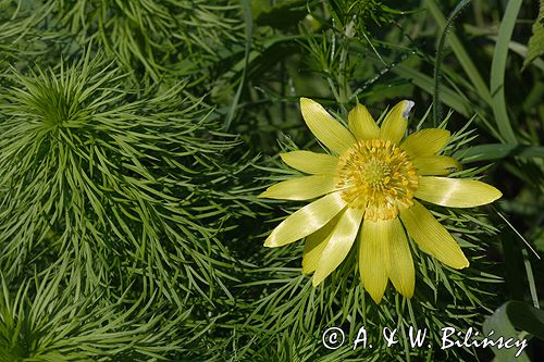 miłek wiosenny Adonis vernalis rezerwat 'Skorocice' Ponidzie