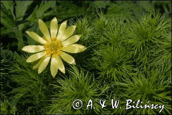 miłek wiosenny Adonis vernalis rezerwat 'Skorocice' Ponidzie