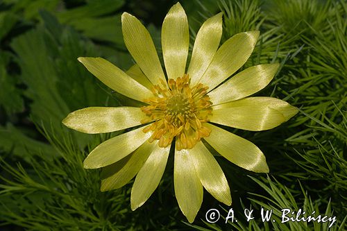 miłek wiosenny Adonis vernalis rezerwat 'Skorocice' Ponidzie