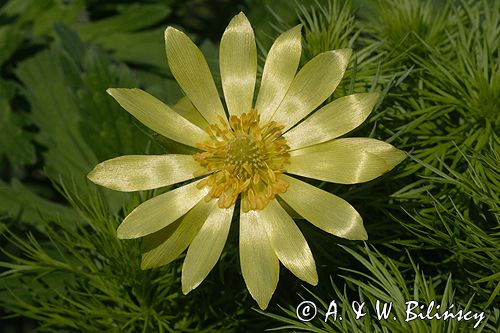 miłek wiosenny Adonis vernalis rezerwat 'Skorocice' Ponidzie