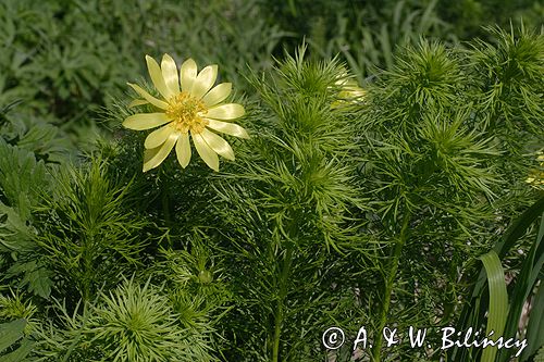 miłek wiosenny Adonis vernalis rezerwat 'Skorocice' Ponidzie