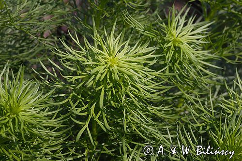 miłek wiosenny Adonis vernalis rezerwat 'Skorocice' Ponidzie