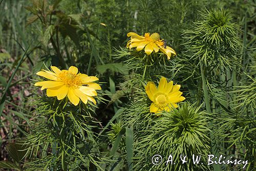 miłek wiosenny Adonis vernalis rezerwat 'Skorocice' Ponidzie