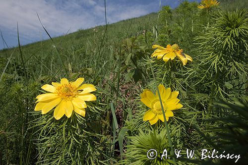 miłek wiosenny Adonis vernalis rezerwat 'Skorocice' Ponidzie