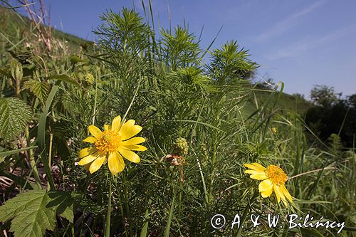 miłek wiosenny Adonis vernalis rezerwat 'Skorocice' Ponidzie