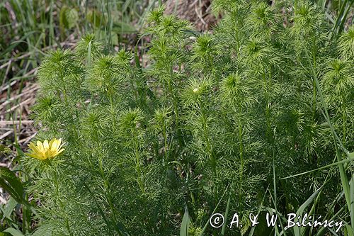 miłek wiosenny Adonis vernalis rezerwat 'Skorocice' Ponidzie