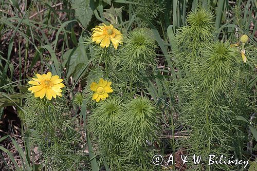 miłek wiosenny Adonis vernalis rezerwat 'Skorocice' Ponidzie