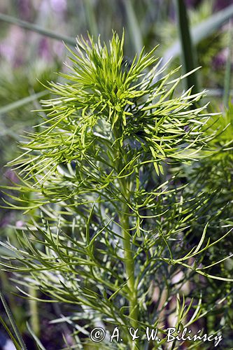 miłek wiosenny Adonis vernalis rezerwat 'Skorocice' Ponidzie