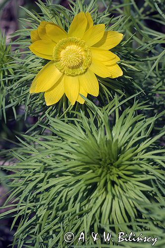 miłek wiosenny Adonis vernalis rezerwat 'Skorocice' Ponidzie