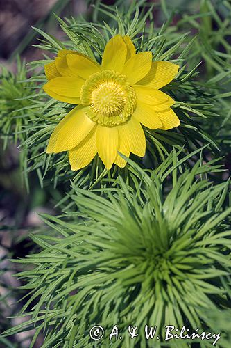 miłek wiosenny Adonis vernalis rezerwat 'Skorocice' Ponidzie