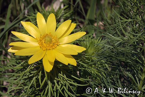 miłek wiosenny Adonis vernalis rezerwat 'Skorocice' Ponidzie