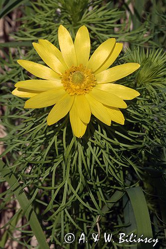 miłek wiosenny Adonis vernalis rezerwat 'Skorocice' Ponidzie