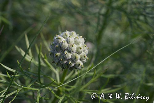 miłek wiosenny Adonis vernalis rezerwat 'Skorocice' Ponidzie