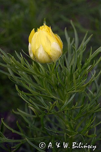 miłek wiosenny Adonis vernalis rezerwat 'Skorocice' Ponidzie