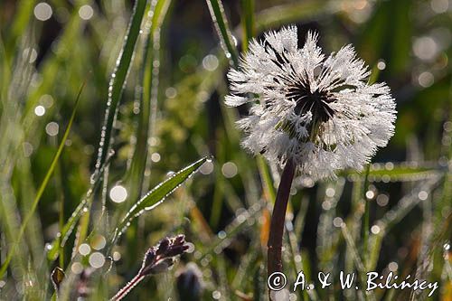 Taraxacum officinale, mniszek lekarski