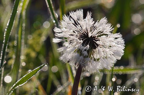 Taraxacum officinale, mniszek lekarski