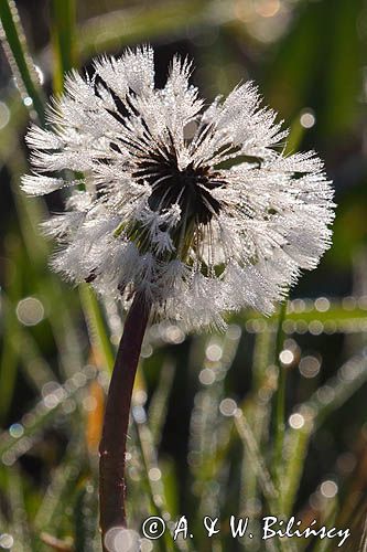 Taraxacum officinale, mniszek lekarski