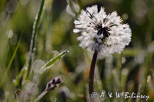 Taraxacum officinale, mniszek lekarski