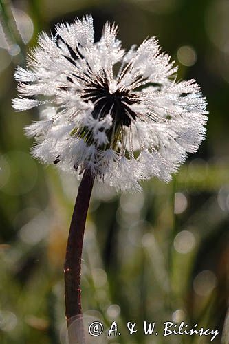 Taraxacum officinale, mniszek lekarski