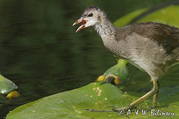 kokoszka wodna, kurka wodna, Gallinula chloropus, młoda