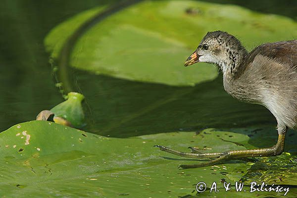 kokoszka wodna, kurka wodna, Gallinula chloropus, młoda