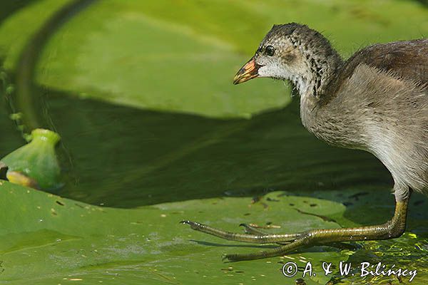 kokoszka wodna, kurka wodna, Gallinula chloropus, młoda