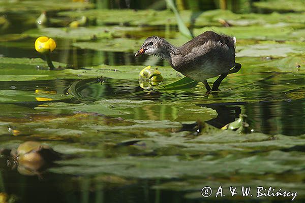 kokoszka wodna, kurka wodna, Gallinula chloropus, młoda