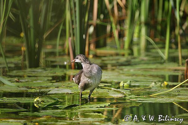 kokoszka wodna, kurka wodna, Gallinula chloropus, młoda