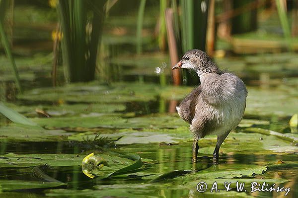 kokoszka wodna, kurka wodna, Gallinula chloropus, młoda