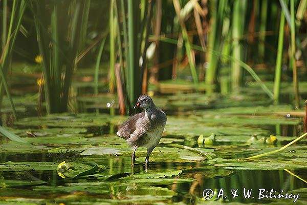 kokoszka wodna, kurka wodna, Gallinula chloropus, młoda