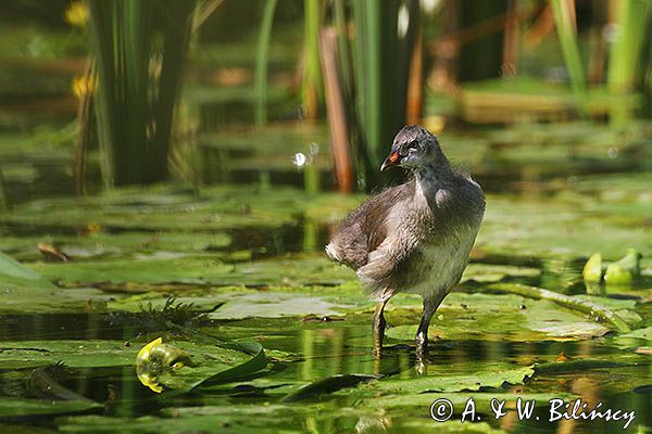 kokoszka wodna, kurka wodna, Gallinula chloropus, młoda