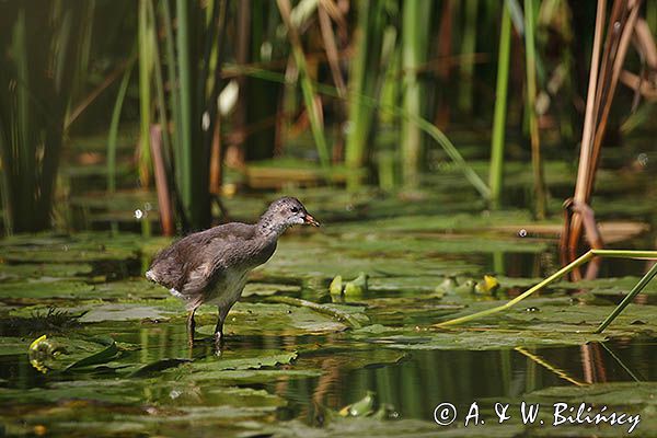 kokoszka wodna, kurka wodna, Gallinula chloropus, młoda