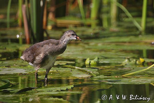 kokoszka wodna, kurka wodna, Gallinula chloropus, młoda