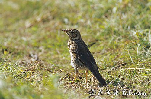 Drozd śpiewak, Turdus philomelos; syn. T. ericetorum, młody osobnik