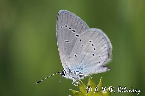 Modraszek malczyk, Cupido minimus