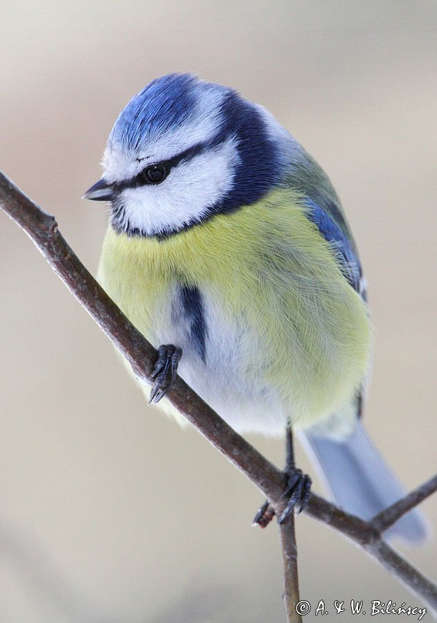 Modraszka, sikora modra, Cyanistes caeruleus, Parus caeruleus